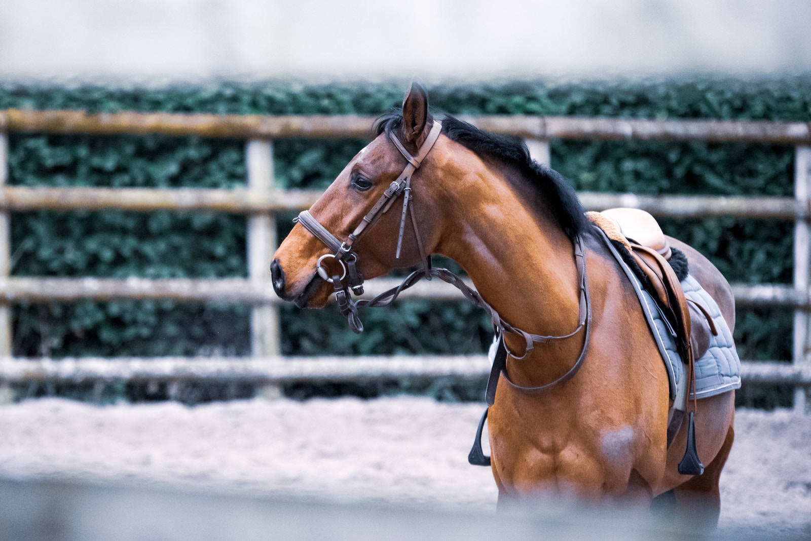 Devenir moniteur d'équitation en micro-entreprise
