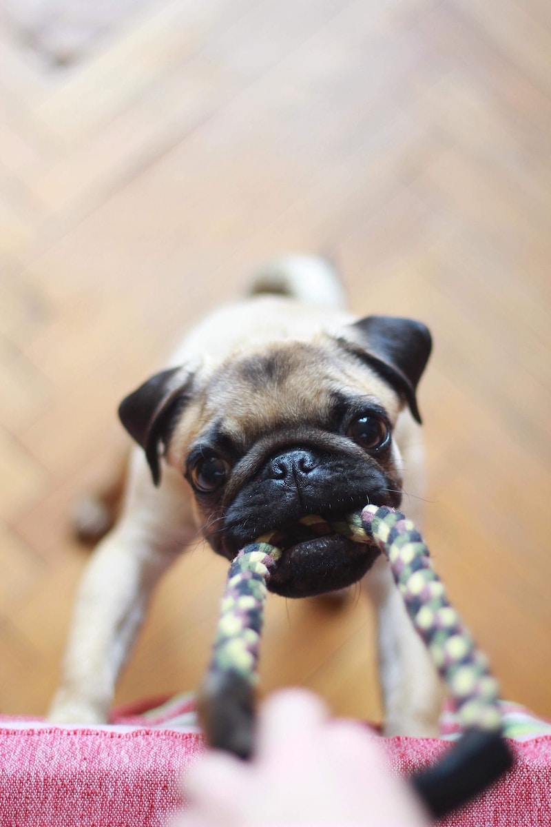 Devenir pet sitter en micro-entreprise