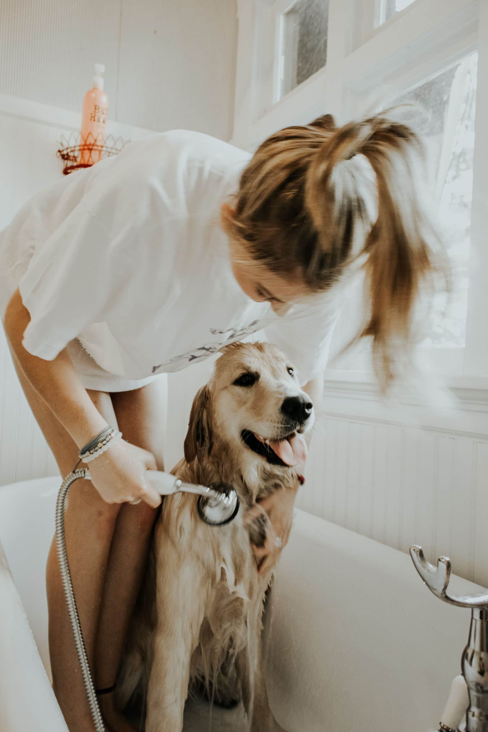 Devenir toiletteur animalier en micro-entreprise